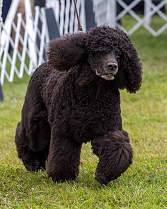 20 - GCHS CH POOLE'S IDE SAY NO MORE OHS CD RE JH DS (Simone)