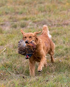 Zoe
