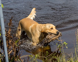 Hachi Vincent