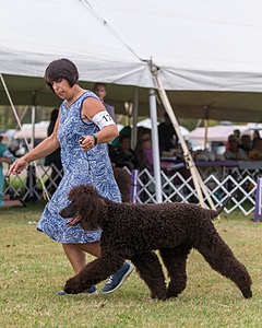 17 - GCH CHANTICO'S SHELTER FROM THE STORM RN XF MX (Reef)