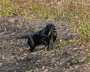 Twig