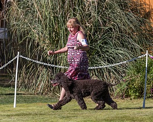 24 - GCH CH BLACKTHORN'S KEEVA CROMPTON RM AX AXJ XF TKN (Keeva)