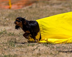 20160619-CCKC-0898.jpg