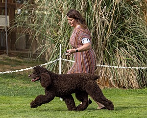 11 - GCH CH BREKKON'S FIRST MARK BN RN CGC TKN