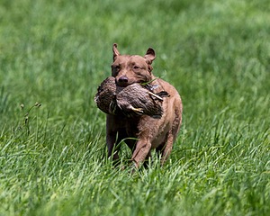 20170603-SEAL-0014.jpg