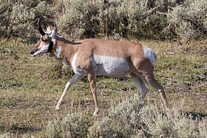 Yellowstone National Park