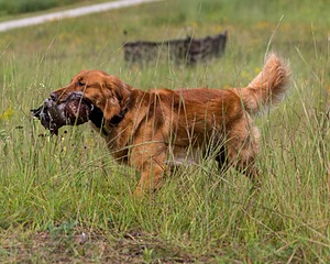 Camo Smollin