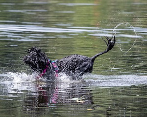 "Mistral" & Tobi-Ann