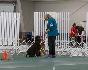 2104 - GCH ARROYO'S BEGIN THE BEGUINE AX OAJ NF (Porter)