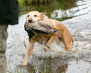 20130713-MHB2-0278.jpg