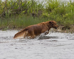 UCD SHR Sand Dancer's Windfall JH CDX
