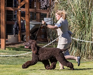 17 - GCH CH FLINTCREST FIVE STAR GENERAL (Grant)
