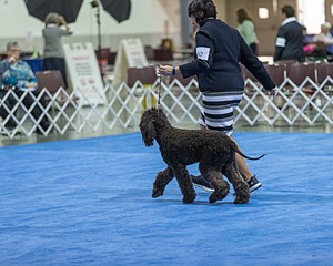 30 - GCH CH Chantico's Spirit In The Surf JH CD RA OA OAJ  NF (Selchie)