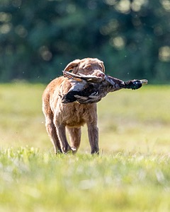 Poacher Bellanceau