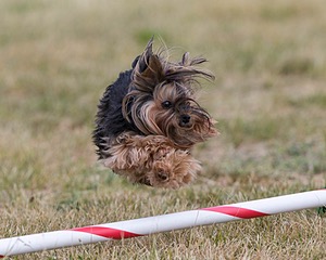20150613-CCKC-0041.jpg