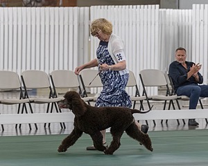 36 - GCH ARROYO'S BEGIN THE BEGUINE AX OAJ NF (Porter)
