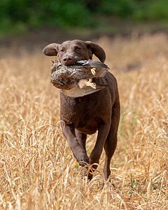 Kuma Zajchowski
