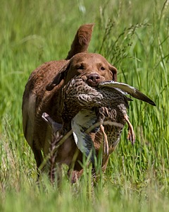 Tule Reed