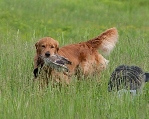 UCD SHR Sand Dancer's Windfall JH CDX