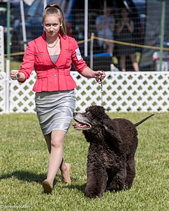 47 - GCH CH Poole's Ide Reversal Of Fortune