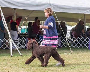 20 - GCH ALL GREEN WI'ENVY V ALPHA NORDIC DS CD RE