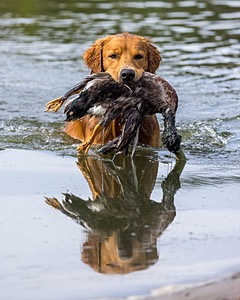 Moose Curtis