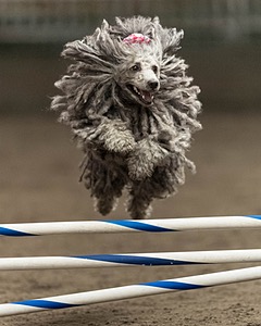 Peetie Sulewski