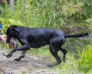Cane Robichaud