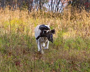 Meadowmere's Annisquam JH WC CGC (Annie)