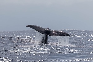 Sperm Whale