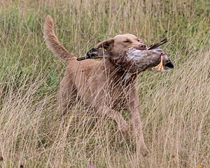 Spice Reed