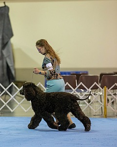19 - GCH CH Axelhurn Now I'm Here (Marcus)