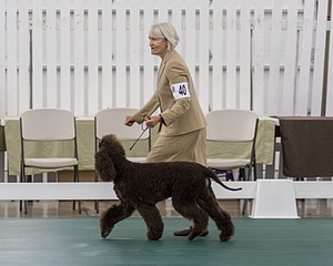 40 - GCH POOLE'S IDE BONNIE BROOK CD RE CGC