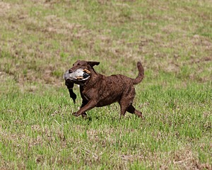 20130602-SEAL-0221.jpg