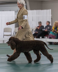 40 - GCH POOLE'S IDE BONNIE BROOK CD RE CGC (Bonnie)