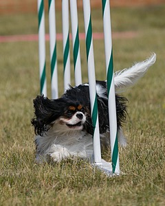 20150612-CCKC-0189.jpg