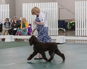 36 - GCH ARROYO'S BEGIN THE BEGUINE AX OAJ NF (Porter)