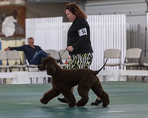 54 - GCH BREKKON BEGINS WITH BEAUFIELD