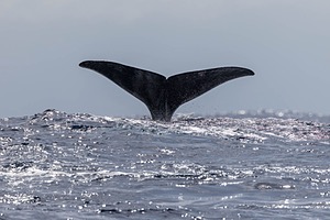Sperm Whale