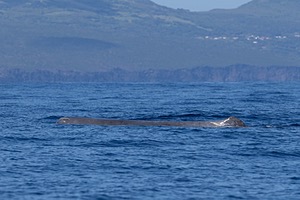 Sperm Whale