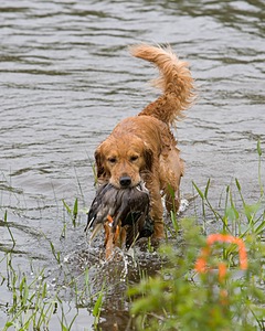 UCD SHR Sand Dancer's Windfall JH CDX