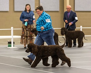 204 - CH Brekkon’s Brown Eyed Girl At Flintcrest DJ CGC TKN FTI