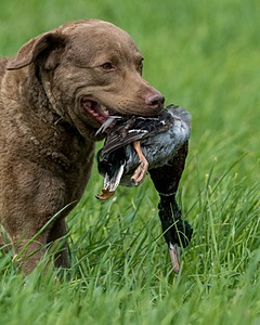 Hunter Law