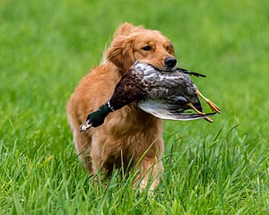 20170603-SHRL-0048.jpg