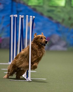 Hunter Elovic