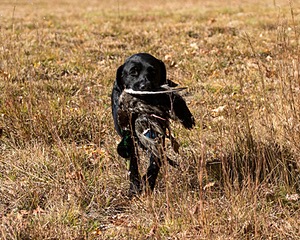 Glenforrest's Bentley (Ben)