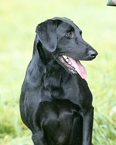 stella Balderacchi