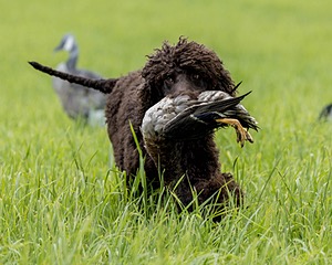 Ghillie Kezer