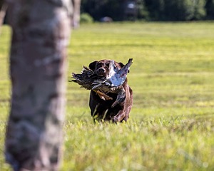 Bo