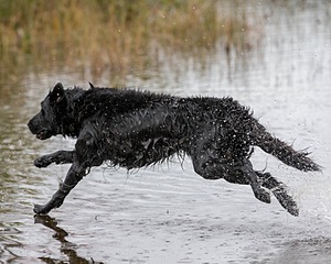 Splash Nettleton-Smilas